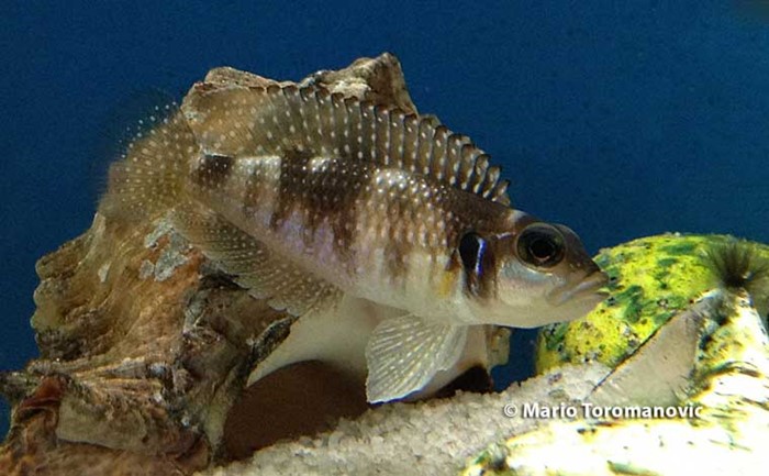 Lamprologus meleagris