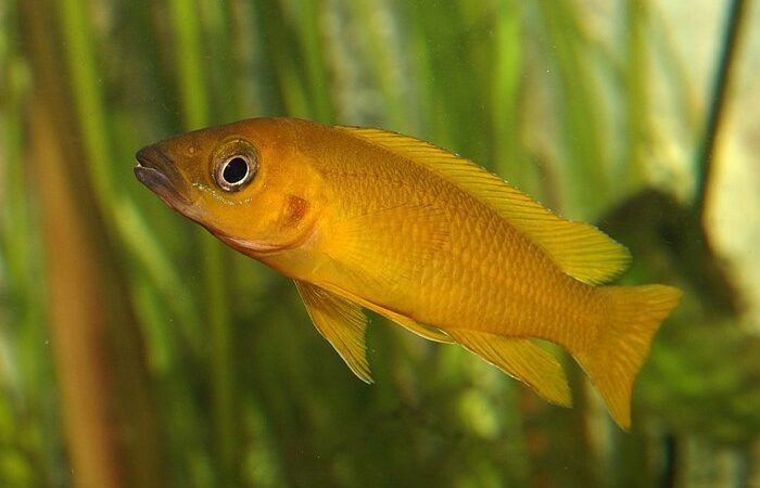 Ciclídeo Dourado (Neolamprologus longior)