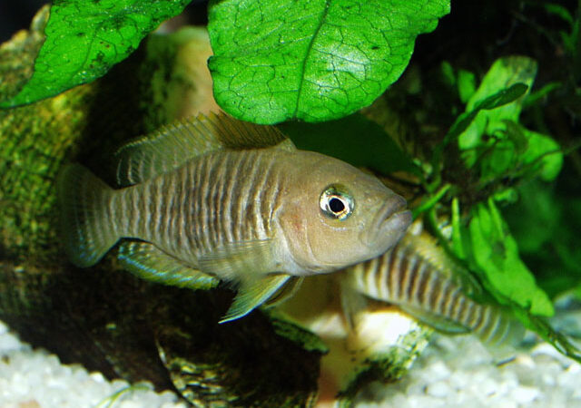 Ciclídeo Multi Barras (Neolamprologus multifasciatus)