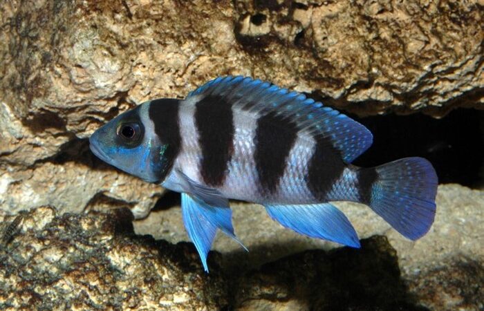 Neolamprologus Cinco Barras (Neolamprologus tretocephalus)