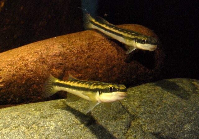Gobiocichla ethelwynnae
