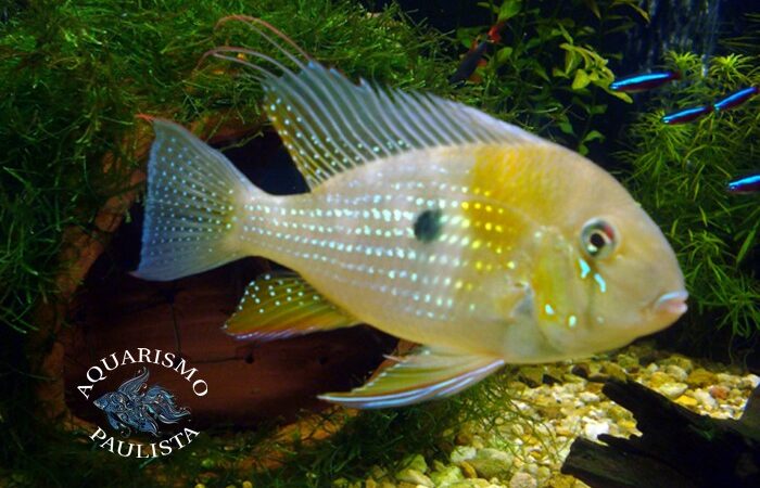 Acará Amarelo (Acarichthys heckelii)