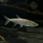 Peixe Cachorro Dourado (Acestrorhynchus falcatus)