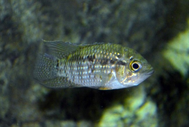 Acará Olho Grande (Acaronia nassa)