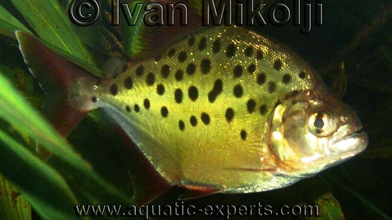 Pacu Venezuelano (Pristobrycon careospinus)