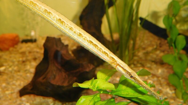 Peixe Cachimbo (Microphis brachyurus)