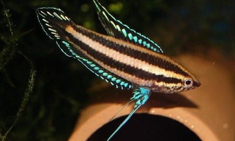 Gourami Licorice (Parosphromenus deissneri)