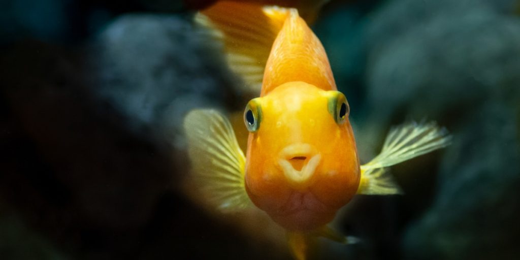 Enriquecimento Ambiental e Bem-estar dos Peixes