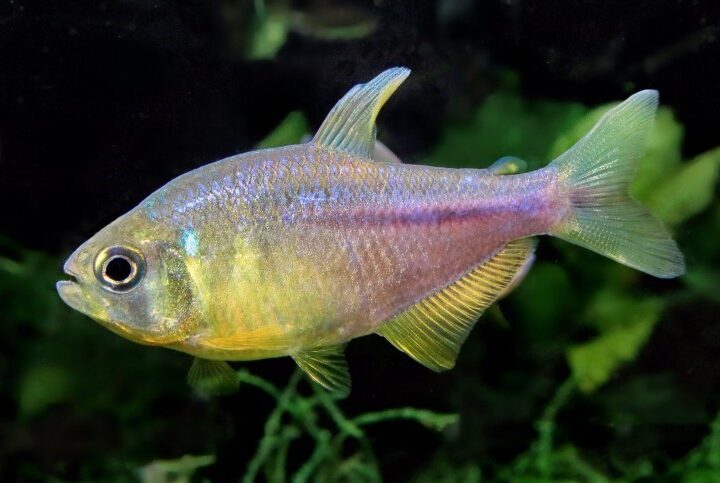 O fim da família Characidae como a conhecemos?