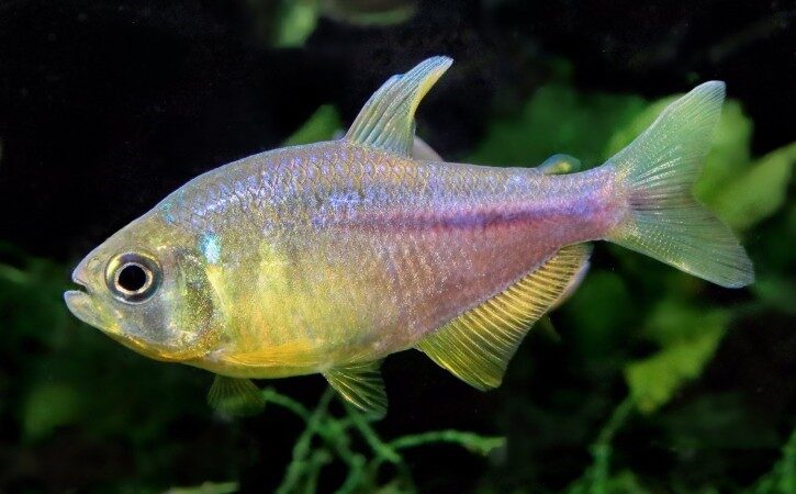 O fim da família Characidae como a conhecemos?