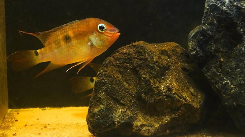 Ciclídeo Golfinho (Krobia itanyi)