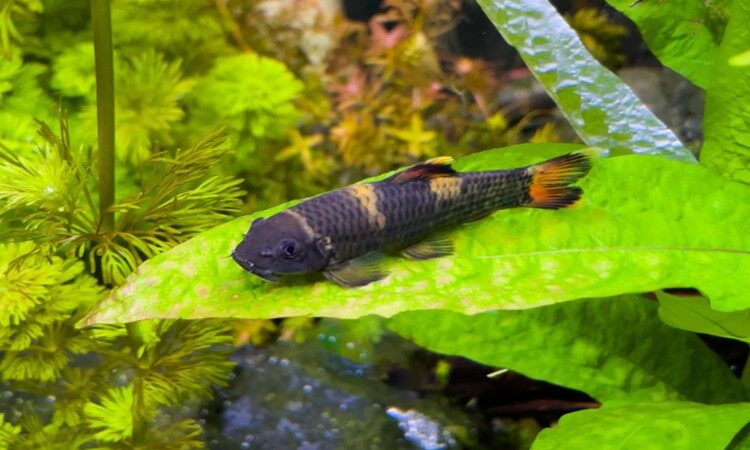 Garra Panda (Garra flavatra)