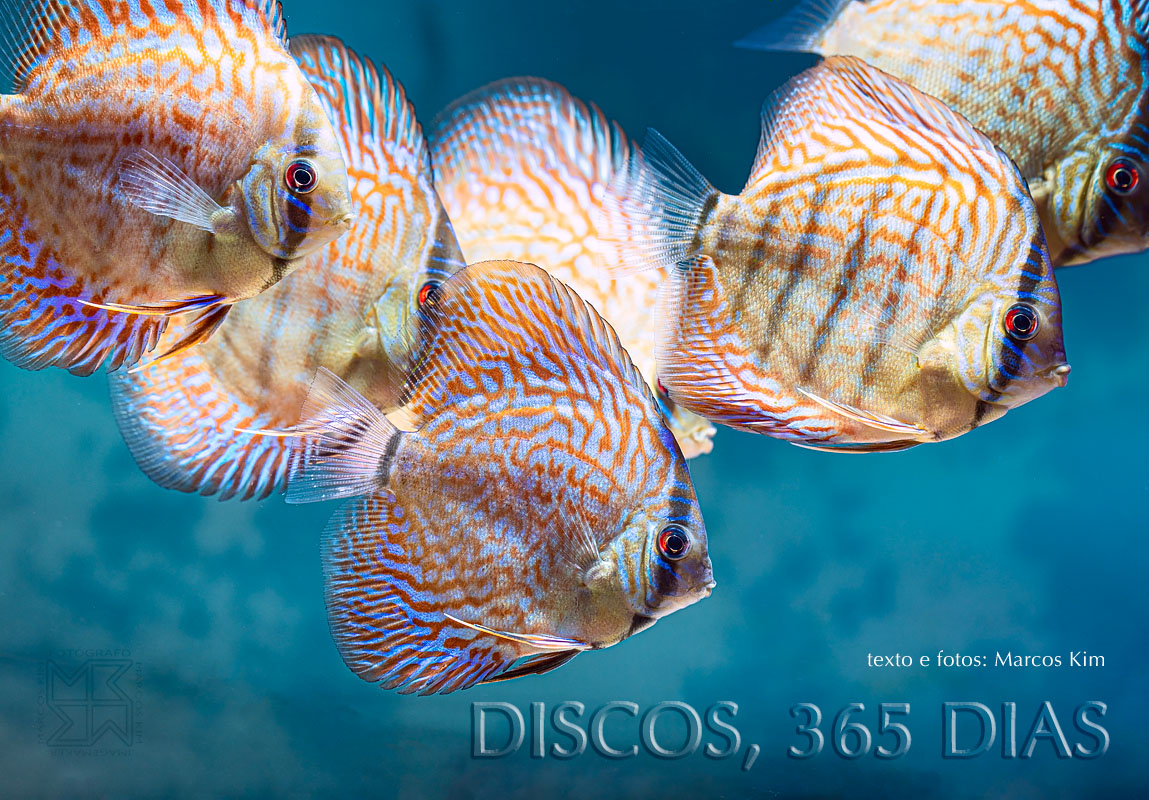 Acará Disco em 365 dias