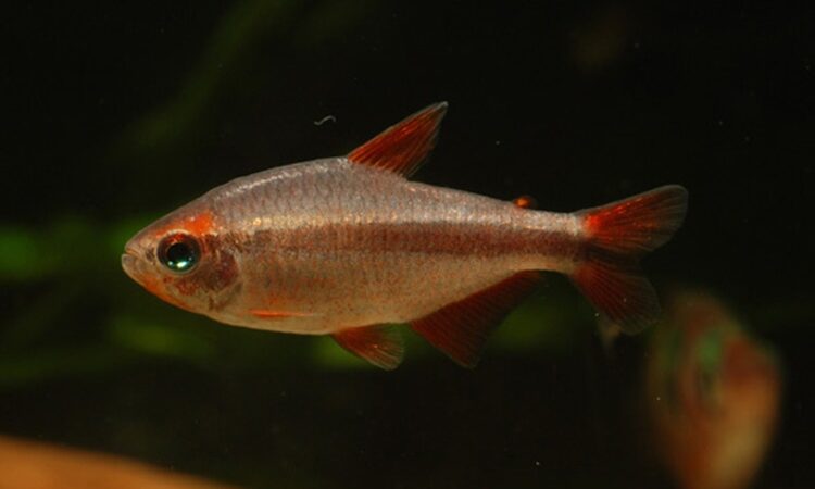 Hyphessobrycon piranga
