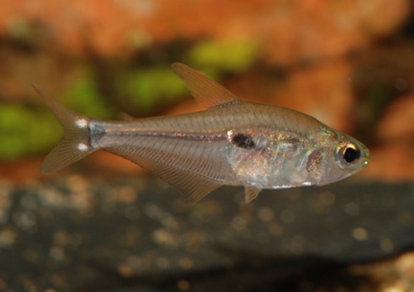 Tetra de seis olhos (Phenacogaster tegatus)