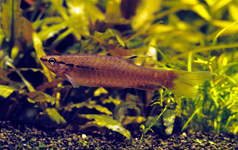 Peixe Charutinho (Pyrrhulina semifasciata) – Ficha técnica