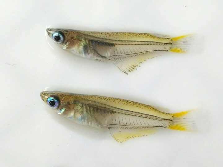 Medaka Peixe Arroz Javanês (Oryzias javanicus)