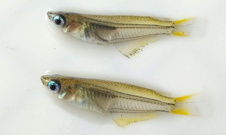 Medaka Peixe Arroz Javanês (Oryzias javanicus)