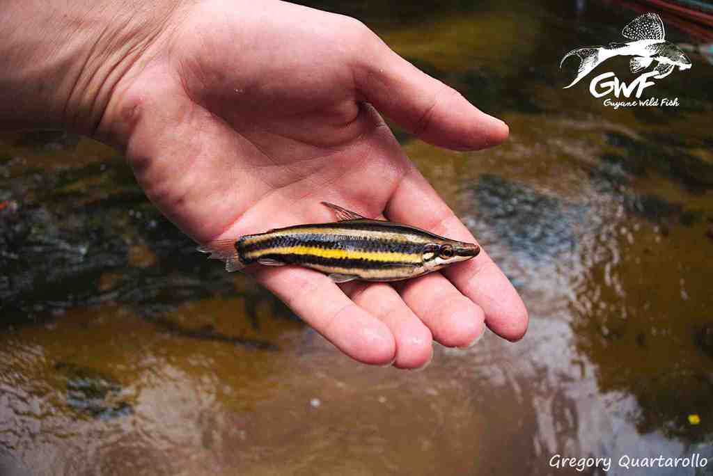 Anostomu, Aracu (Anostomus brevior)