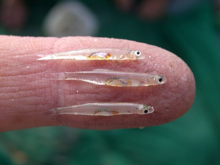 Anchova Pigmeu do rio Negro (Amazonsprattus scintilla)