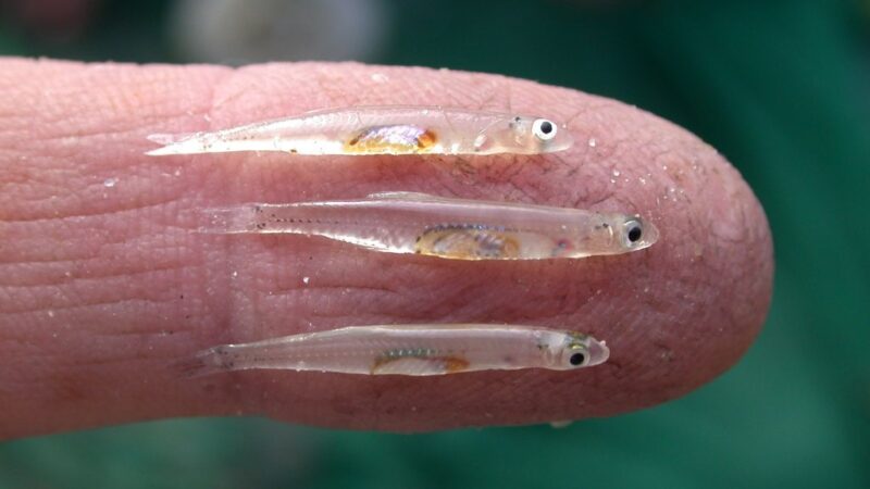 Anchova Pigmeu do rio Negro (Amazonsprattus scintilla)