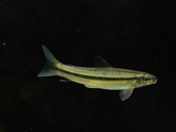 Peixe Canivete (Apareiodon hasemani)