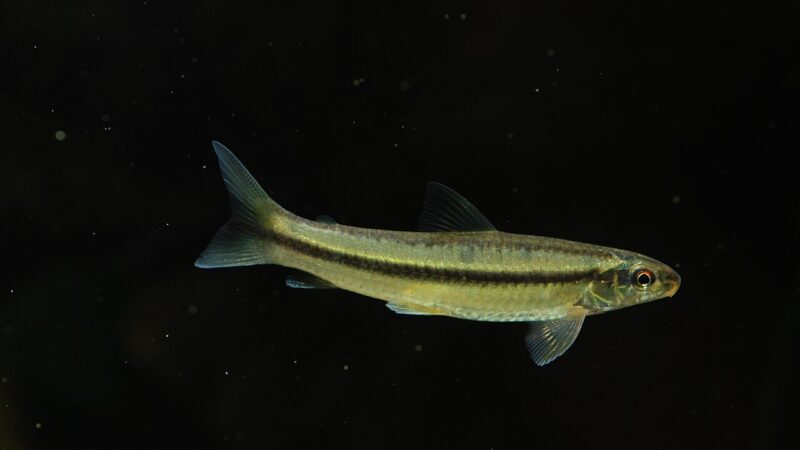 Peixe Canivete (Apareiodon hasemani)