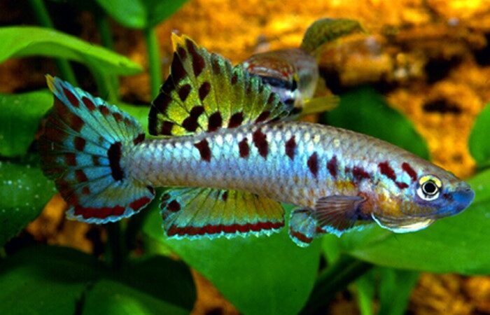 Killifish Twostripe lyretail (Aphyosemion bivittatum) | Ficha técnica