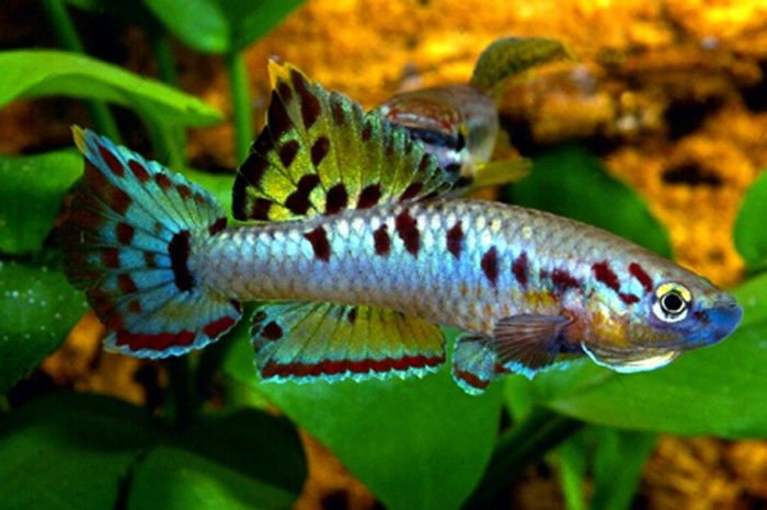Killifish Twostripe lyretail (Aphyosemion bivittatum) | Ficha técnica