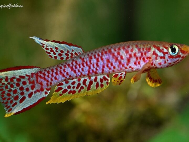 Killifish Chauche’s (Aphyosemion chauchei) | Ficha técnica