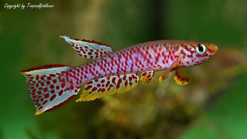 Killifish Chauche’s (Aphyosemion chauchei) | Ficha técnica