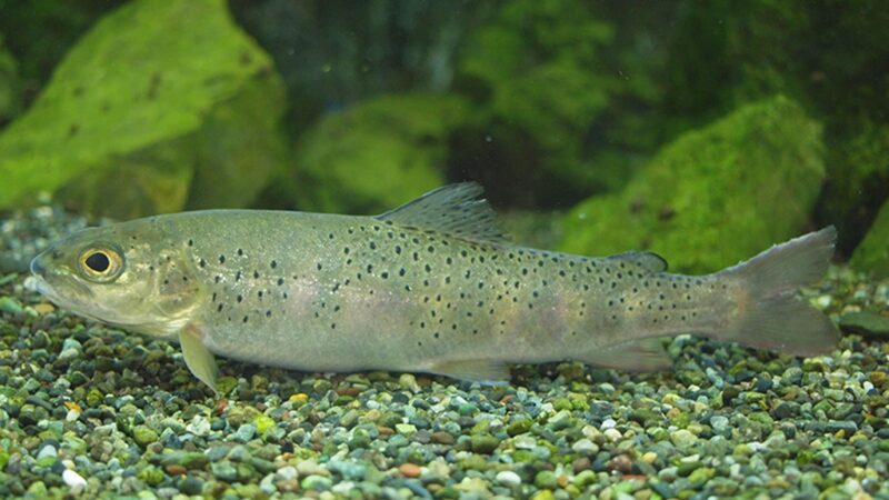Truta Asiática (Brachymystax lenok) – Ficha técnica