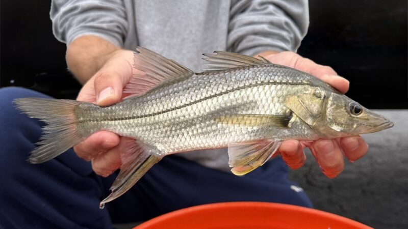 Robalo Gralhudo (Centropomus ensiferus)