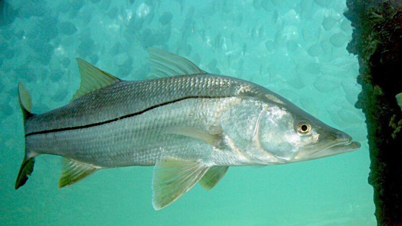 Robalo Flecha, Camurim (Centropomus undecimalis)