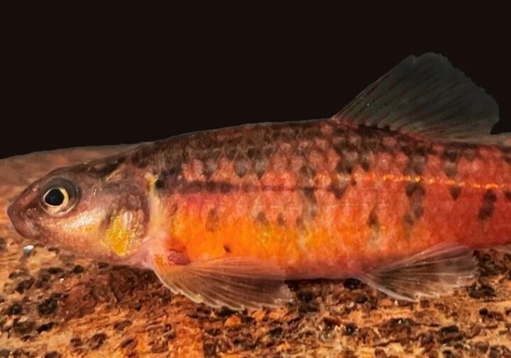 Nova espécie de peixe vermelho descoberta na Bacia do Rio Grande (MG)