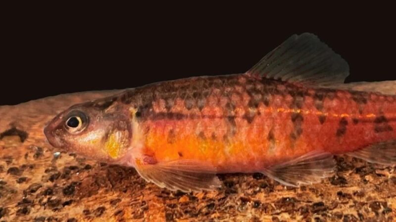 Nova espécie de peixe vermelho descoberta na Bacia do Rio Grande (MG)