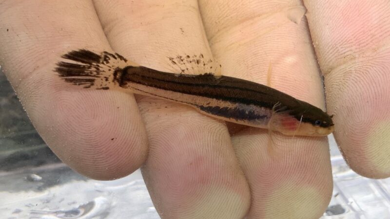 Peixe do Pântano, Swampfish (Chologaster cornuta)