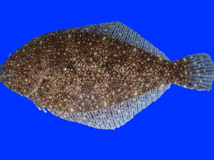 Linguado (Citharichthys uhleri)