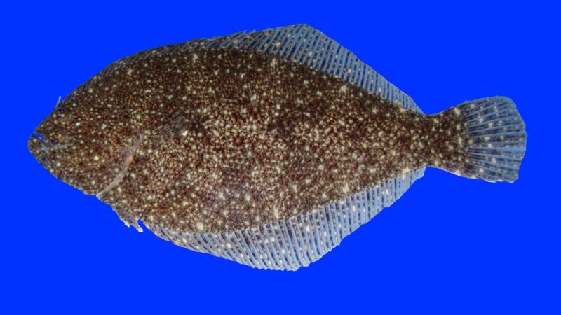 Linguado (Citharichthys uhleri)