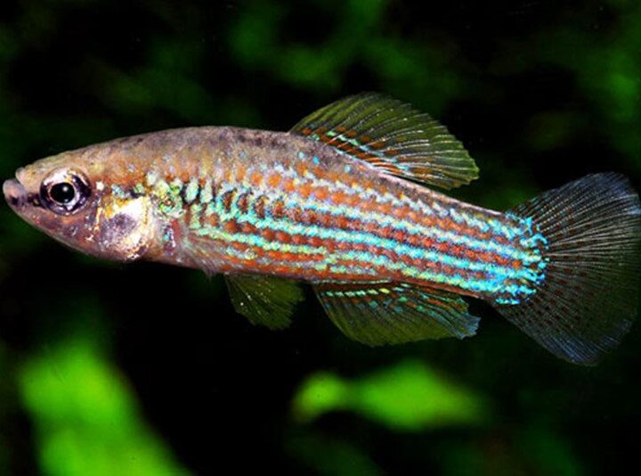 Killifish Cubano (Cubanichthys cubensis) – Ficha técnica