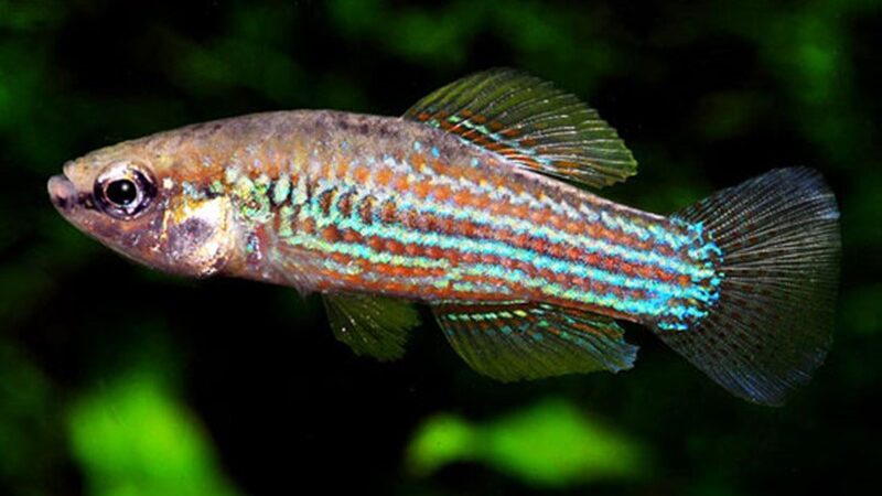 Killifish Cubano (Cubanichthys cubensis) – Ficha técnica