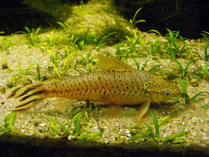 Dianema, Flagtail catfish (Dianema urostriatum) | Ficha técnica