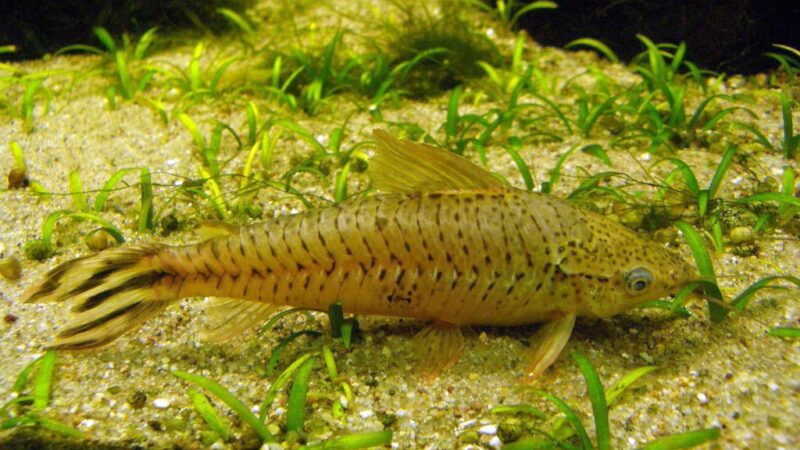 Dianema, Flagtail catfish (Dianema urostriatum) | Ficha técnica