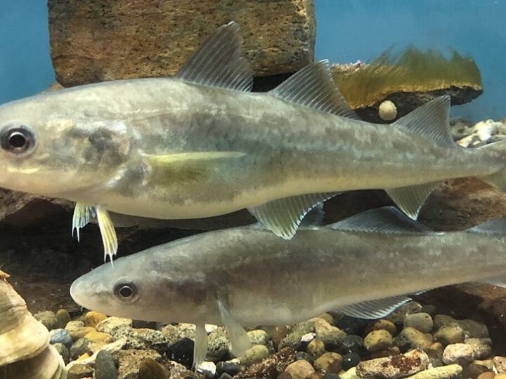 Bacalhau do Norte (Eleginus gracilis)