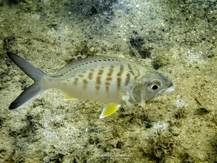 Carapeba, Carapicu-açú (Gerres cinereus)