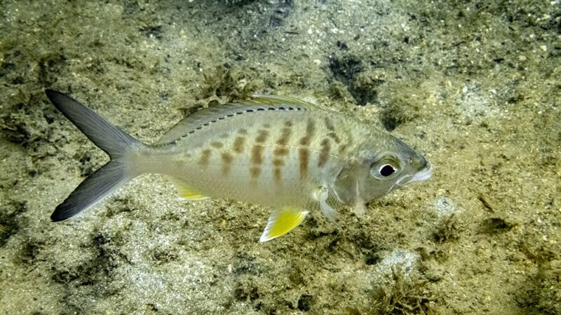 Carapeba, Carapicu-açú (Gerres cinereus)