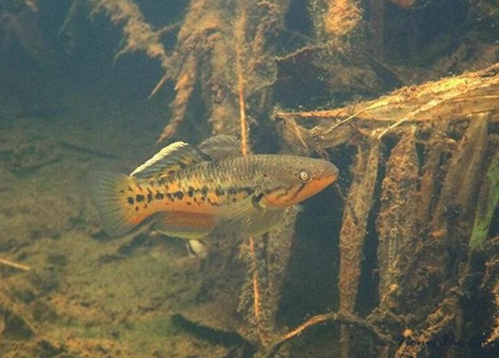 Snakehead gudgeon (Giuris margaritaceus) | Ficha técnica