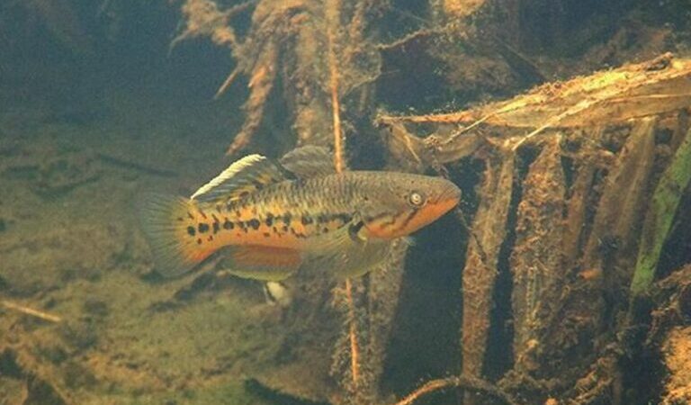 Snakehead gudgeon (Giuris margaritaceus) | Ficha técnica