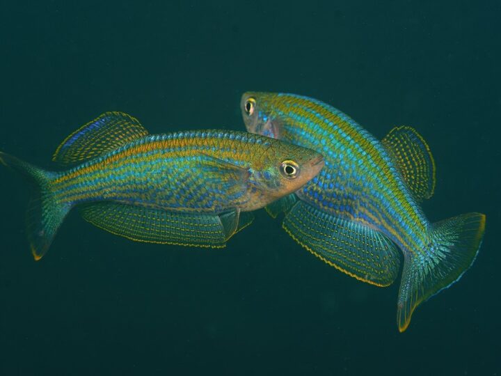 Killifish do Tanganyika (Lamprichthys tanganicanus)