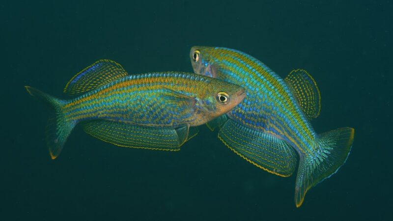 Killifish do Tanganyika (Lamprichthys tanganicanus)